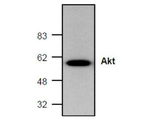 Western blot analysis of Akt expression in mouse small intestine tissue lysate.
