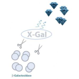 X-Gal Staining Kit, OZ Biosciences