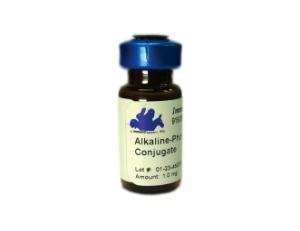 Alkaline Phosphatase Conjugated Antibody