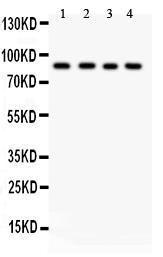 Anti-IKK Beta Polyclonal Antibody