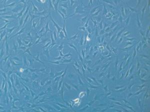 Chondrocytes (HCH), PromoCell