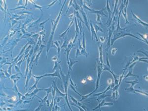 Human Tracheal Smooth Muscle Cells (HTSMC), PromoCell