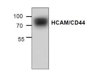 Western blot analysis ofHCAM/CD44 using mousesmall intestine tissuelysate.