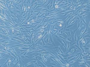 Primary Human White Preadipocytes (HWP), PromoCell