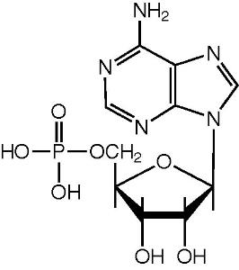 Adenosine-5'-monophosphoric acid (AMP), (max. 6% H₂O) 99% (dry weight)