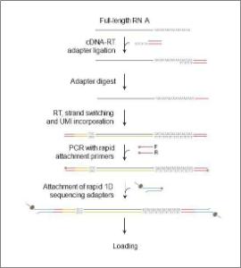 cDNA PCR sequencing kit library preparation workflow