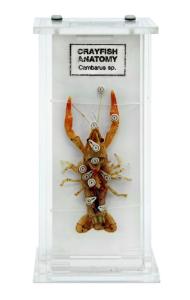 Crayfish anatomy M=museum mount