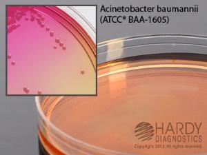 Acinetobacter Leeds Medium, Hardy Diagnostics