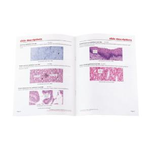 Introductory Epithelial Tissues Slide Set