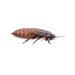 Giant Hissing Cockroach