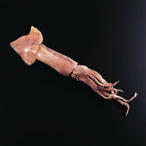 Formalin Preserved Squid