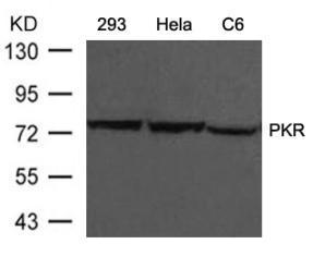 Western blot analysis of lysed extracts from 293, HeLa and C6 cells using PKR (Ab-446).