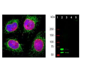 Left: Lamin A/C expression in HeLa cells (red). Green: HSP60. Right: WB of cell lysates (green). [1] MWM, [2] HeLa, [3] HEK293 [4] C6, and [5] NIH-3T3. Two strong bands at 74 and 65 kDa correspond to the lamin A and lamin C proteins, respectively, detected only in the cells of human origin.