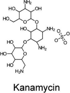 Kanamycin sulfate 50 mg/mL, Ultra Pure Grade
