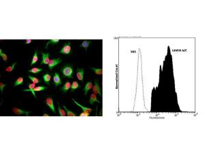 Left: HeLa cells stained for Lamin A/C (red) and Vimentin (green). Right: Lamin A/C expression in human prostate cancer DU145 cell line by FLow Cytometry.