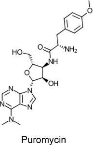 Puromycin dihydrochloride, Ultra Pure Grade
