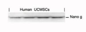 Western blot analysis of lysed extracts from human umbilical cord mesenchymal stem cell using Nano g Antibody.