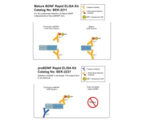 Graphical representation of mature BDNF (BEK-2211) and proBDNF (BEK-2237) assay setups and BDNF isoform cross-reactivities. BEK-2241 combines both assays in 1 kit.