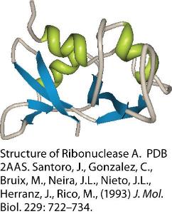 Bovine Ribonuklease A (from Pancreas)