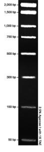 VWR® PCR DNA Marker