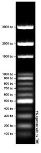 VWR® DNA Molecular Weight Markers, 100 bp Ladder