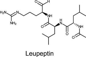 Leupeptin