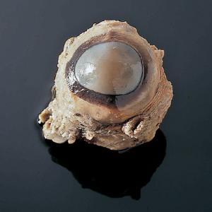 Preserved Cow Eyes