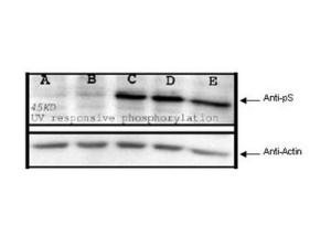 Anti-S Rabbit Polyclonal Antibody