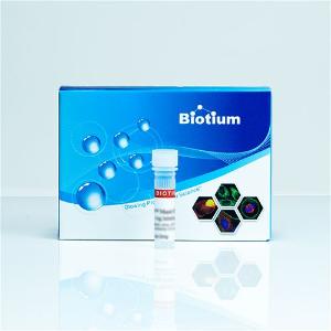dNTP Mix, Biotium