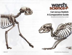 Cat to Rabbit Visual Dissection Guide