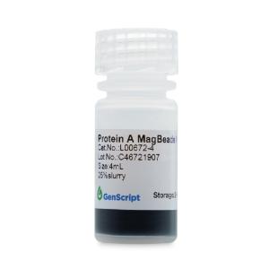 Protein A magnetic beads MX