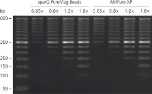 sparQ PureMag Beads show equivalent performance to AMPure XP<br />for DNA purification. 50 bp DNA ladder was purified with sparQ PureMag Beads and AMPure XP at different beads to DNA ratios and analyzed on 2% agarose gel.