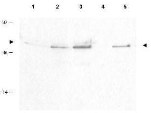 Anti-CCNB1 Rabbit Polyclonal Antibody
