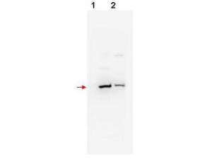 Anti-FBXW11 Rabbit Polyclonal Antibody