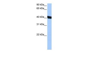 Antibody used in WB on Human HepG2 at 0.2-1 µg/ml.