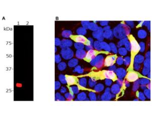 A: Western blot analysis of HEK293 cells transfected with pFin-EF1-mCherry vector.<br />B: Immunofluorescence analysis of mCherry-transfected HEK293 cells with C-1655-100.