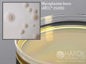 Mycoplasma Agar