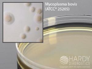 Mycoplasma Agar with Cefoperazone, Hardy Diagnostics