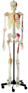 Somso® Artificial Human Skeleton Male