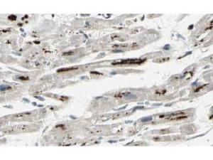 Anti-PPP1R13L Rabbit Polyclonal Antibody