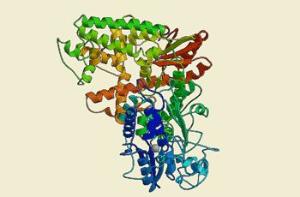 BioReady Taq  DNA Polymerase