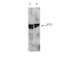 Anti-ECT2 Rabbit Polyclonal Antibody