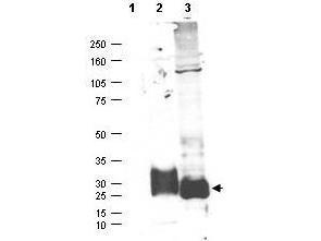 Anti-MFAP5 Rabbit Polyclonal Antibody