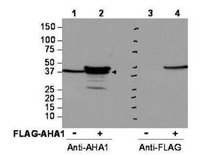 Anti-AHSA1 Rabbit Polyclonal Antibody