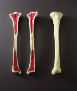 Ward's® FoamBone Dissection: Exploring Bone Anatomy Demo Kit