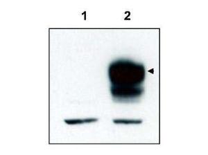 Anti-NTRK3 Rabbit Polyclonal Antibody