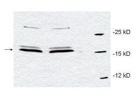Anti-PIN1 Rabbit Polyclonal Antibody