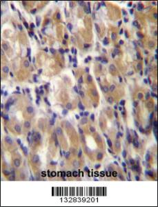 Anti-TOR1B Rabbit Polyclonal Antibody