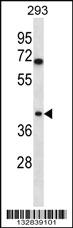 Anti-TOR1B Rabbit Polyclonal Antibody