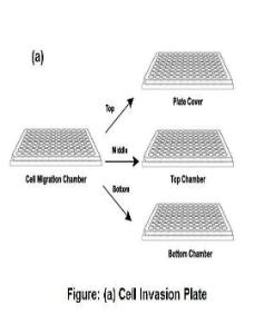 Cell Invasion Assay Kit